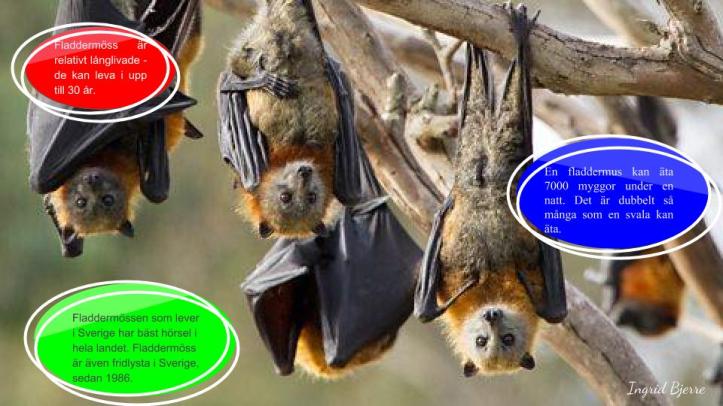 Fladdermöss (3)
