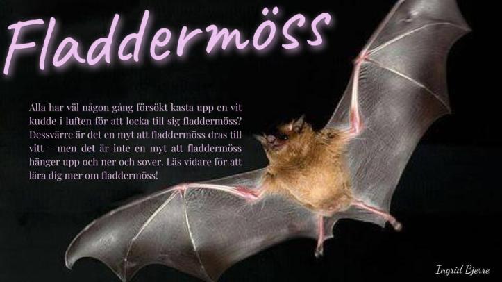 Fladdermöss